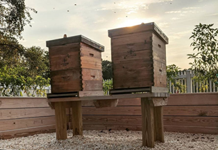 Langstroth beehives installed in a cool, protective environment.png